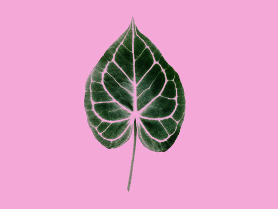 Pink Philodendron Plant